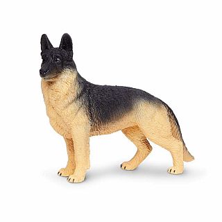 German Shephard 