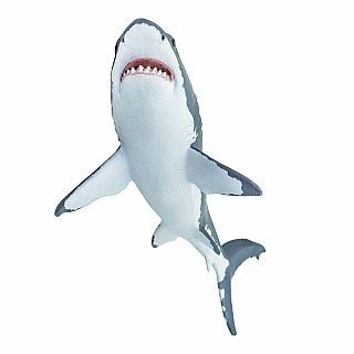 Great White Shark