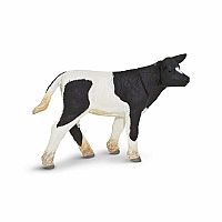 Calf Holstein