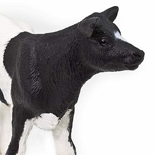 Calf Holstein 