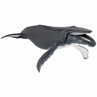 Humpback Whale