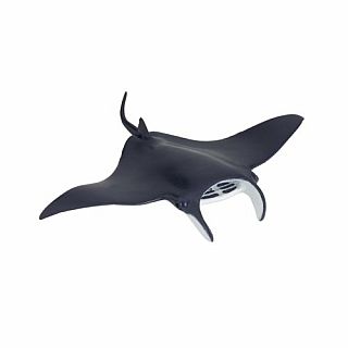 Manta Ray