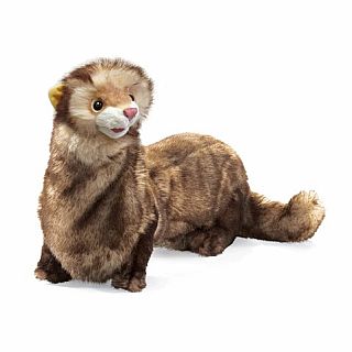 Ferret 