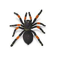 Orange Knee Tarantula