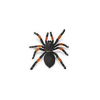 Orange Knee Tarantula