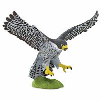 Peregrin Falcon