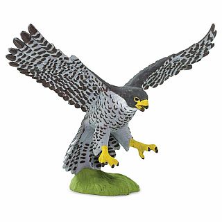 Peregrin Falcon 