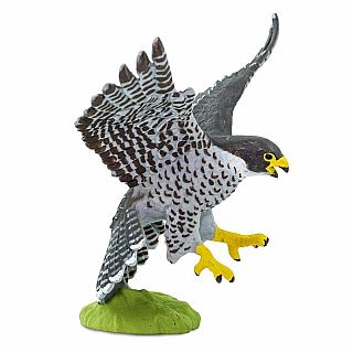 Peregrin Falcon 