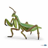 Praying Mantis 