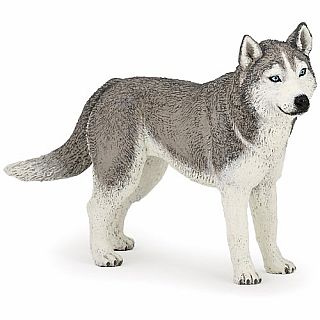 Siberian Husky