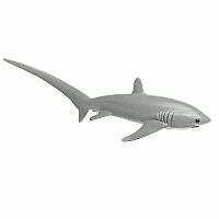 Thresher Shark