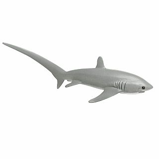 Thresher Shark