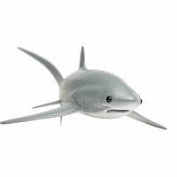 Thresher Shark