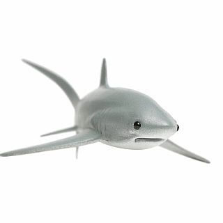Thresher Shark